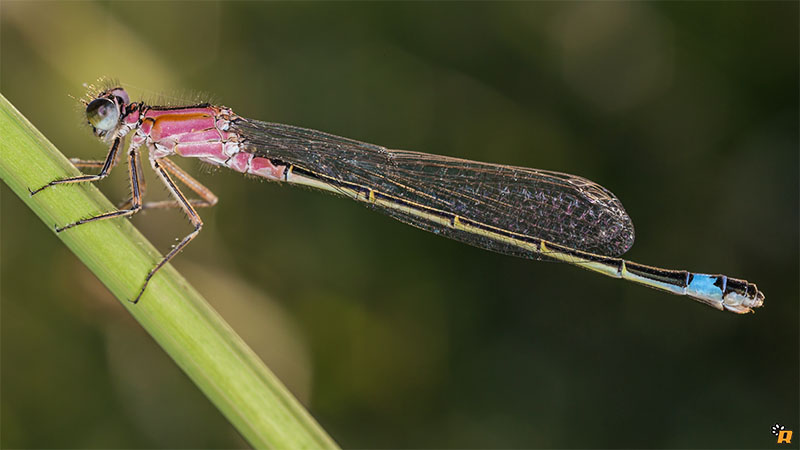 Damigella da identificare - Ischnura genei